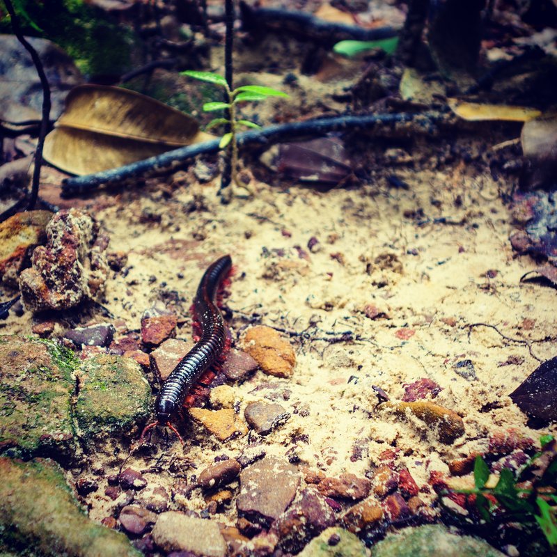 Millipedes are everywhere in the jungle. They can be up to fifteen centimeters, so be careful where you step