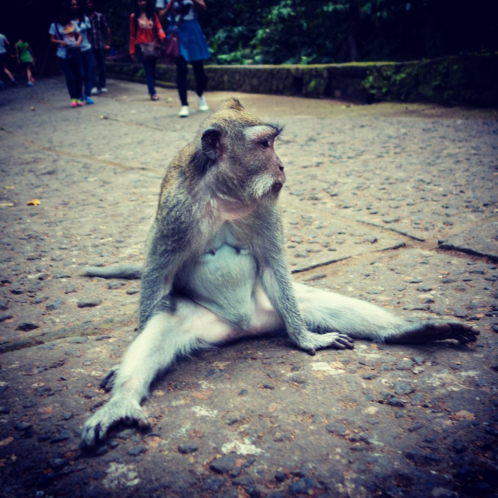 Sad monkey in the street